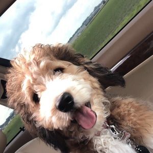 Meet your Posher, Madison